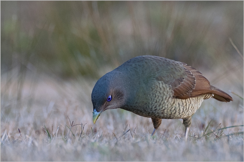 850 - FEMALE SATIN BOWERBIRD - HARRIS GRAHAM - australia.jpg